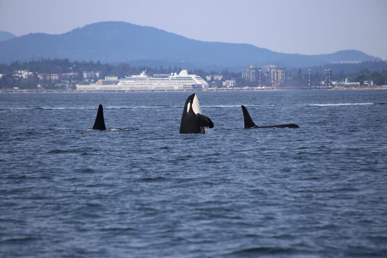 Rare footage of three orcas killing a great shark for its liver, supports popular theory Rare footage of three orcas killing a great shark for its liver, supports popular theory