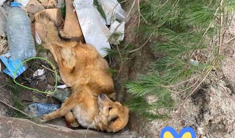 Putin’s troops ‘booby-trapped’ beaten dog with bomb in terror bid – but the pooch survived Putin’s troops ‘booby-trapped’ beaten dog with bomb in terror bid – but the pooch survived