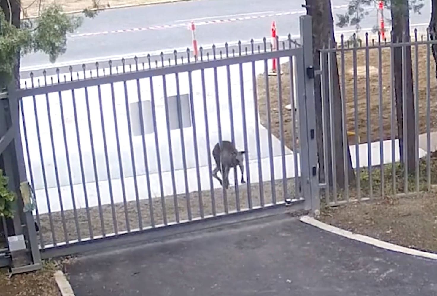 Kangaroo attacks the gates of the Russian embassy in Australia