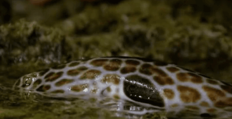 Footage of rare walking shark on land terrifies the internet Footage of rare walking shark on land terrifies the internet