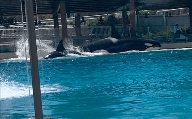 SeaWorld responds after footage showing killer whales attacking each other leaves visitor in tears SeaWorld responds after footage showing killer whales attacking each other leaves visitor in tears