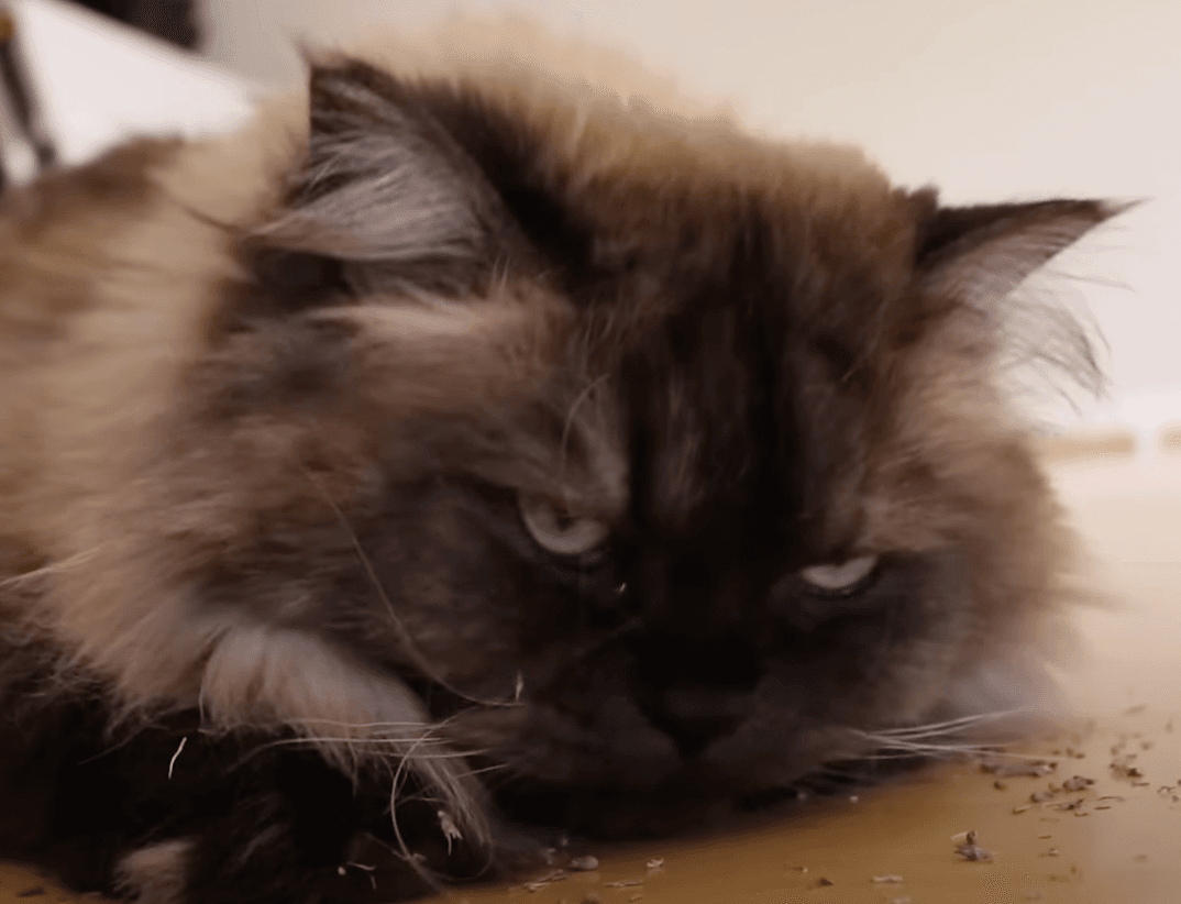 Woman builds AI system to observe her cats’ poo