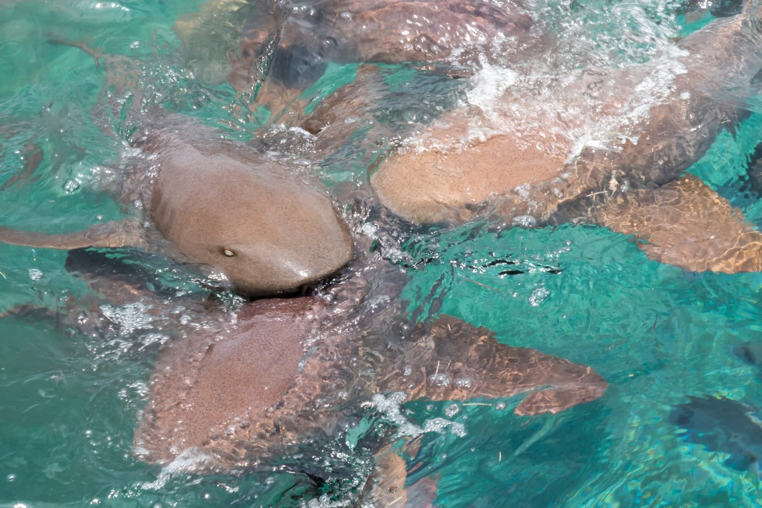 Brit boy, 8, attacked by sharks while on holiday in the Bahamas