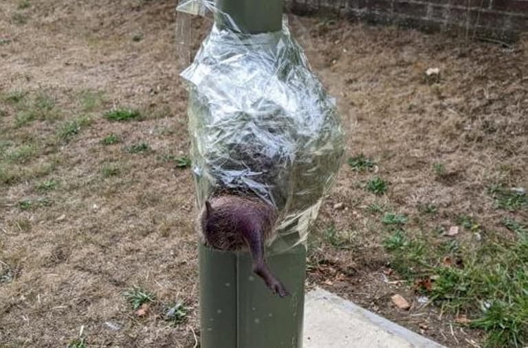 Shocking: Police launch investigation after hedgehog is found taped to a lamppost Shocking: Police launch investigation after hedgehog is found taped to a lamppost