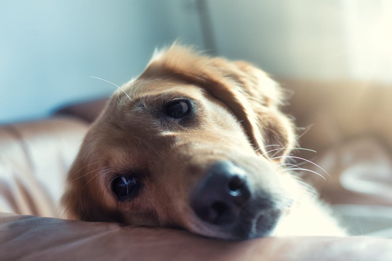 Vet’s heartbreaking plea to owners putting pets to sleep