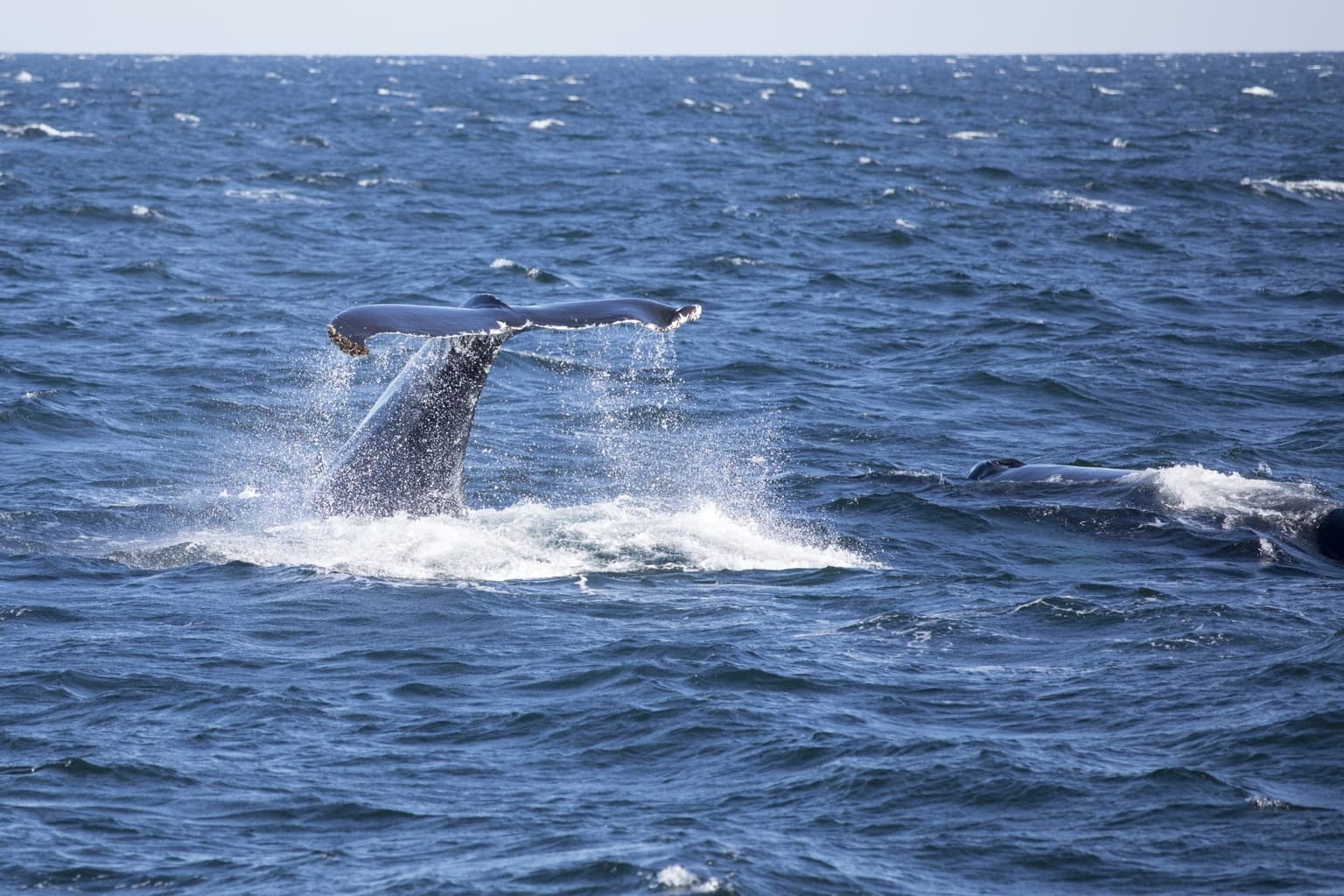 Five people killed as ‘whale collides with boat’ in ‘terrible’ collision at sea