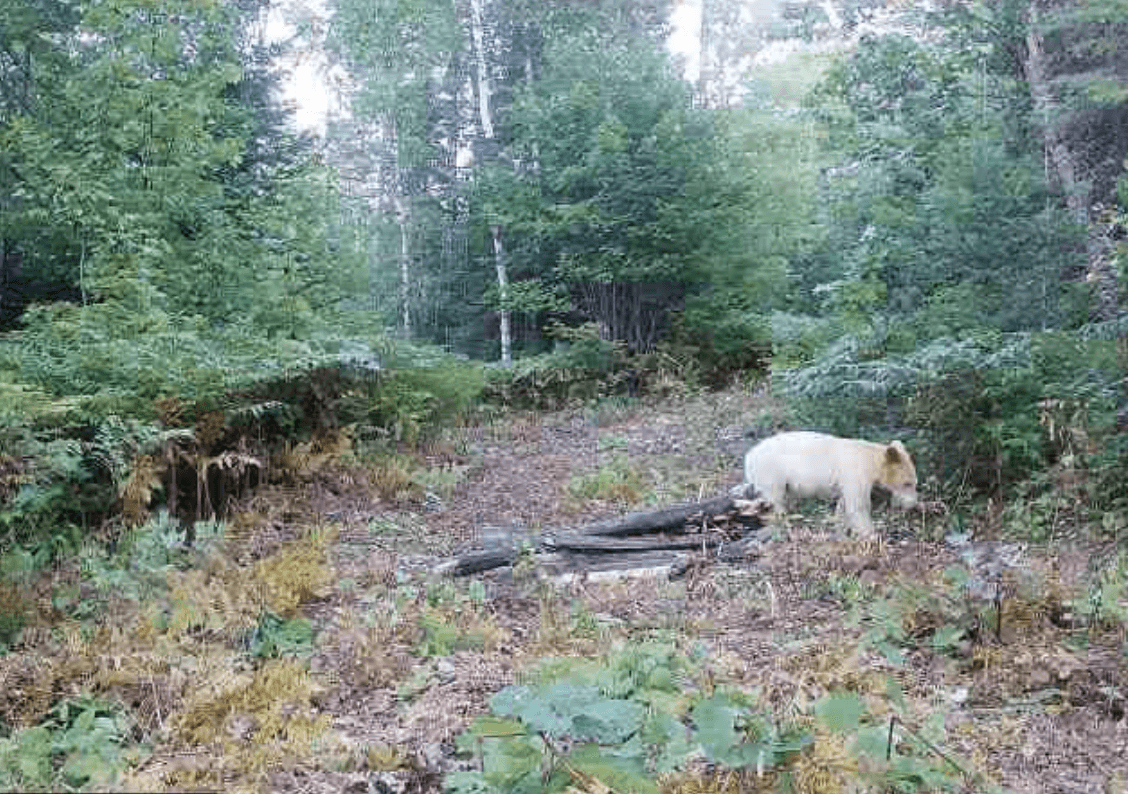 One in a million ‘spirit bear’ photographed moments before being killed
