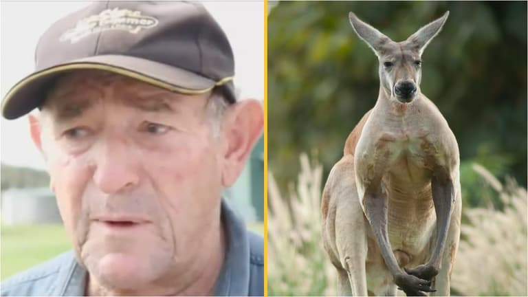 Pet kangaroo killed owner and stood over body stopping paramedics from saving him Pet kangaroo killed owner and stood over body stopping paramedics from saving him