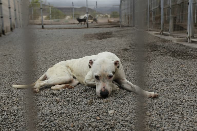 Woman mauled to death by two hunting dogs during morning stroll Woman mauled to death by two hunting dogs during morning stroll
