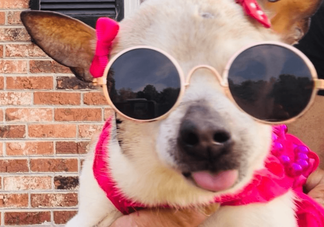 The world’s oldest dog, Pebbles, has died at the age of 22