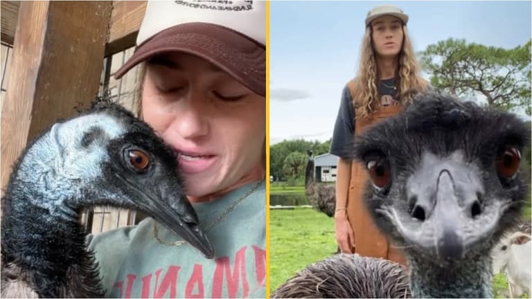 Internet sensation Emmanuel the Emu left fighting for his life after deadly avian flu outbreak Internet sensation Emmanuel the Emu left fighting for his life after deadly avian flu outbreak