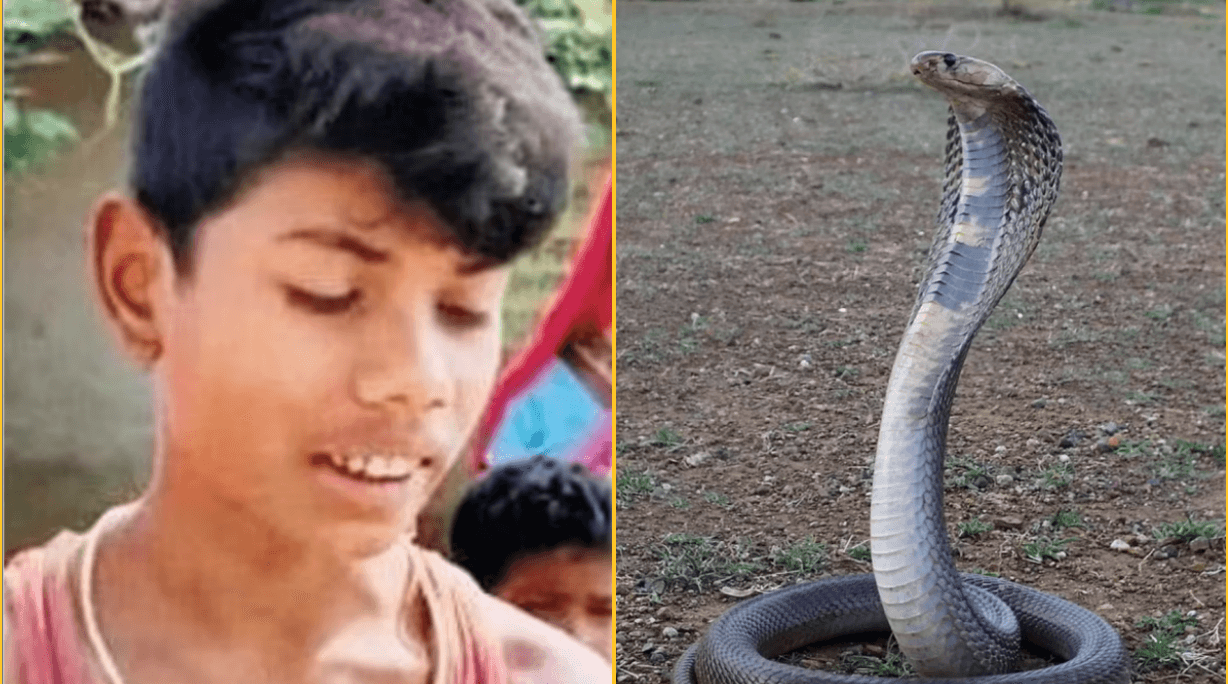 Cobra dies after being bitten by eight-year-old boy