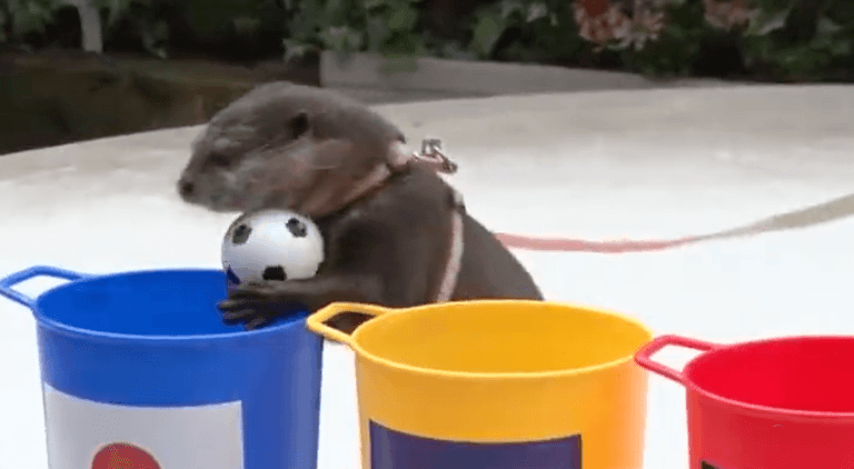 Taiyo the otter predicts World Cup results with frightening accuracy Taiyo the otter predicts World Cup results with frightening accuracy