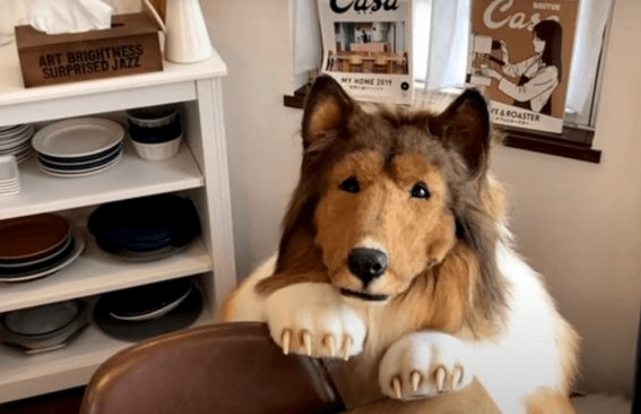 Man who spent more than £12,000 to become a dog is worried his friends might think he’s ‘weird’