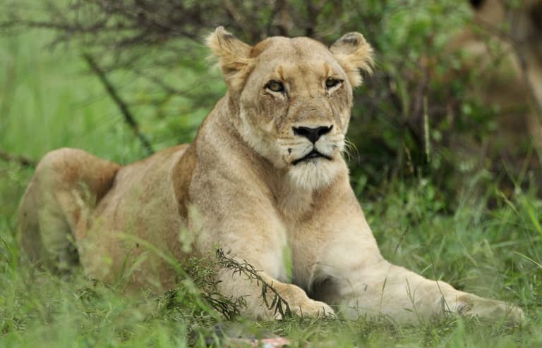 Lioness killed ‘almost instantly’ by lion in front of visitors at Longleat Safari Park Lioness killed ‘almost instantly’ by lion in front of visitors at Longleat Safari Park