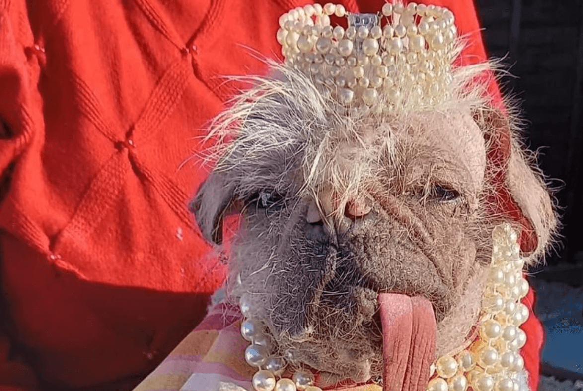 Britain’s ugliest dog crowned as judges claim they’ve discovered ‘a star’