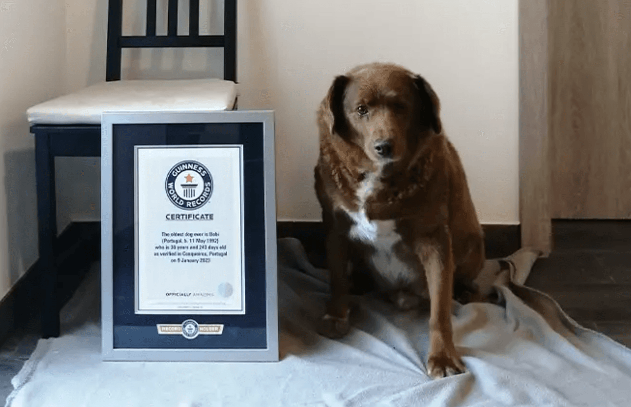 Bobi the farm dog is the oldest living pooch ever aged 30