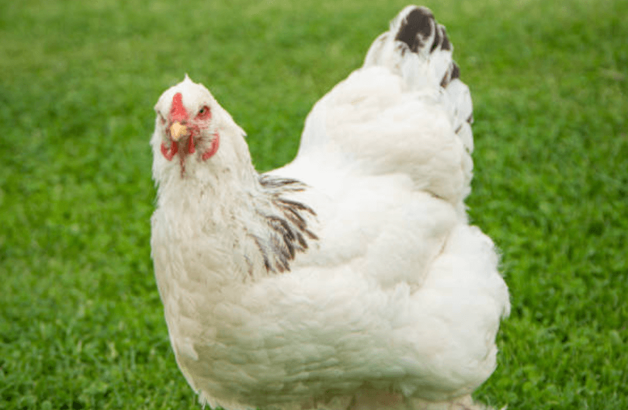 Man dies after ‘absolutely brutal’ attack by chicken