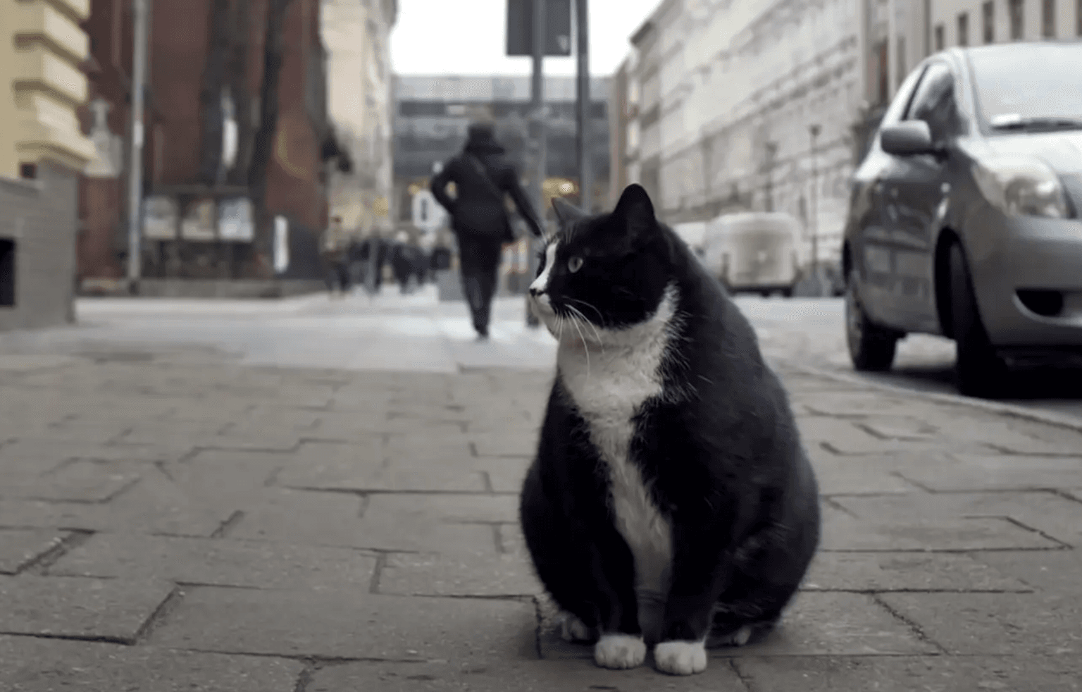 Fat-cat becomes city’s top-rated tourist attraction – with purrfect 5-star rating