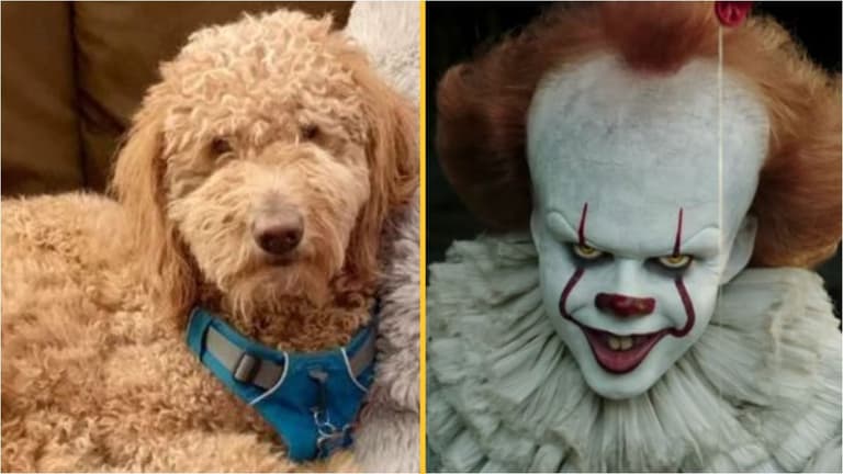 Owner left fuming after fluffy dog comes back from groomer ‘looking like Pennywise’ Owner left fuming after fluffy dog comes back from groomer ‘looking like Pennywise’
