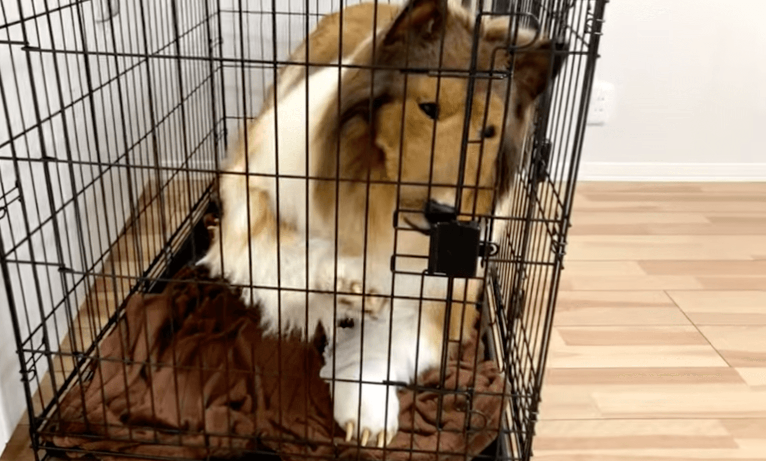 Man who spent £12,500 to become a dog has now bought himself a huge cage