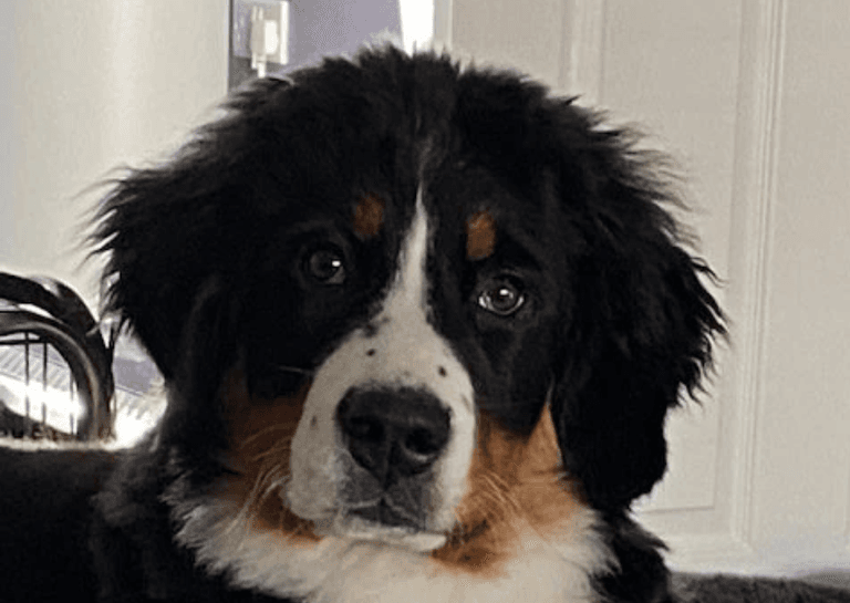 Dog nearly dies after eating owner’s hot cross bun Dog nearly dies after eating owner’s hot cross bun