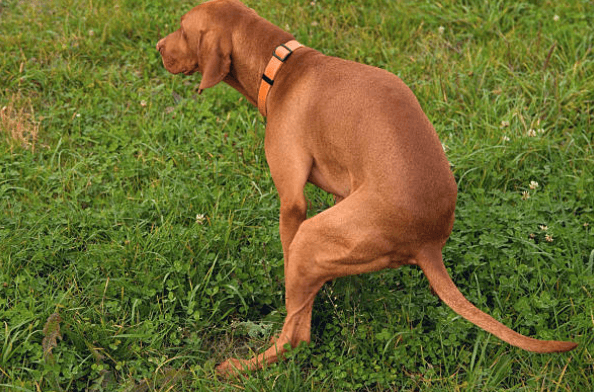 Dog owner fined £750 for allowing pet to poo in his own garden
