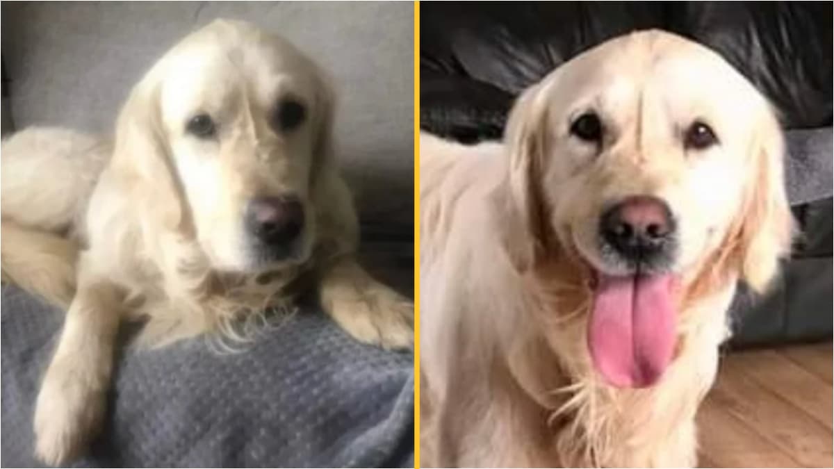Dog walks 40 miles back to old owners during month-long solo journey