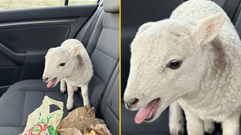 Police pull over driver and find £10,000 of heroin and cocaine, a lamb and a bag of chips Police pull over driver and find £10,000 of heroin and cocaine, a lamb and a bag of chips
