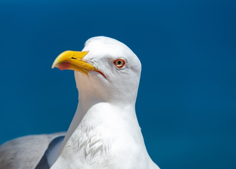 Sunderland man ‘watched porn as he masturbated over captured seagull’ Sunderland man ‘watched porn as he masturbated over captured seagull’