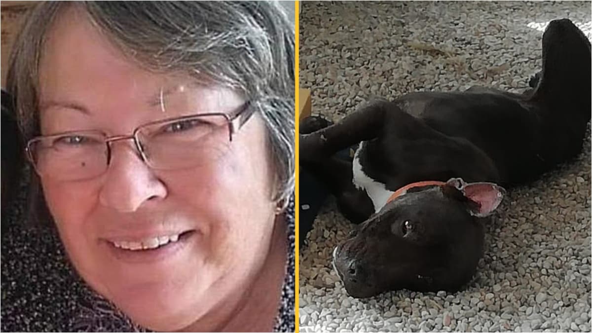 British grandmother killed by stray pit bull she had adopted was warned it was dangerous by vet