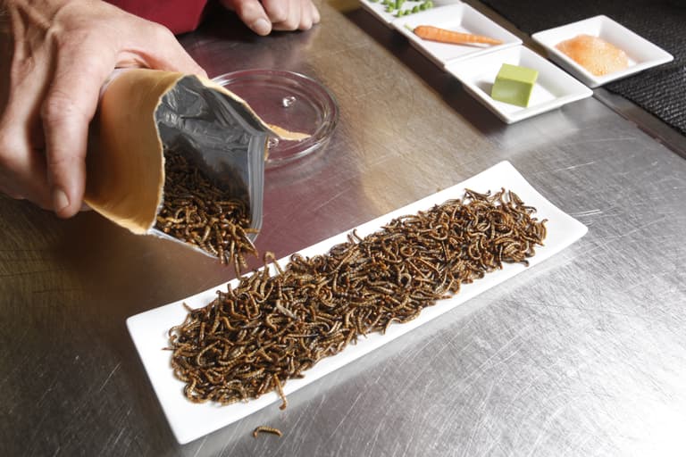 Students at £20k-a-year school vote to add insects to their school dinners Students at £20k-a-year school vote to add insects to their school dinners