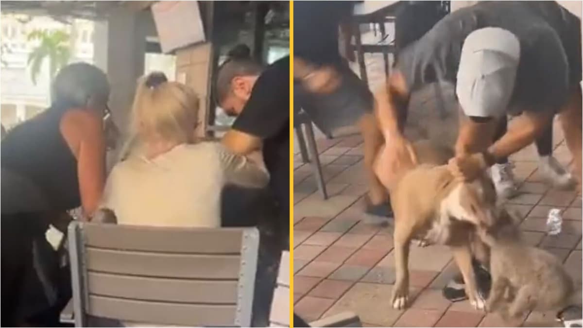 Terrifying moment pitbull snatches small dog from woman’s lap in restaurant