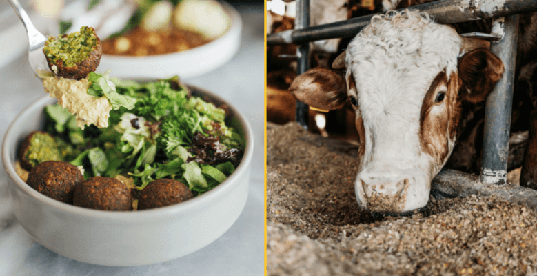 Vegan diet massively reduces environmental damage, study confirms