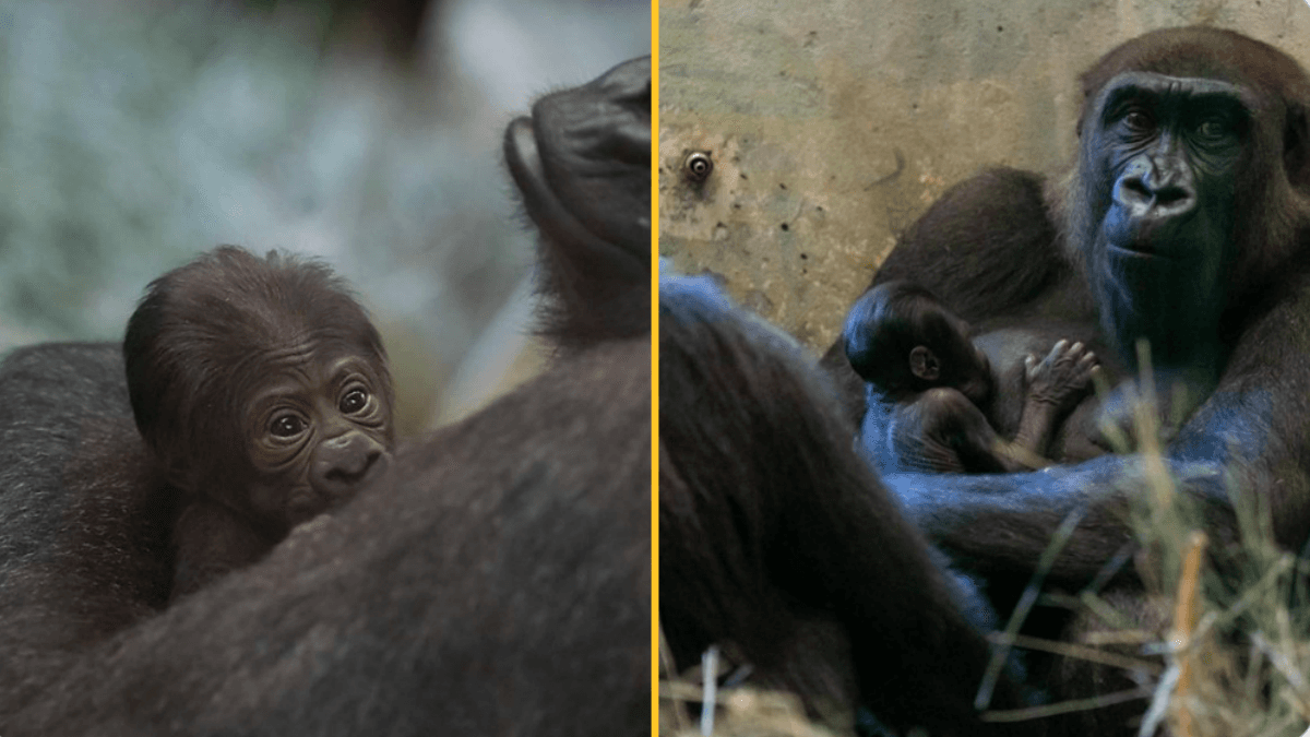 ‘Male’ gorilla shocks zookeepers by giving birth