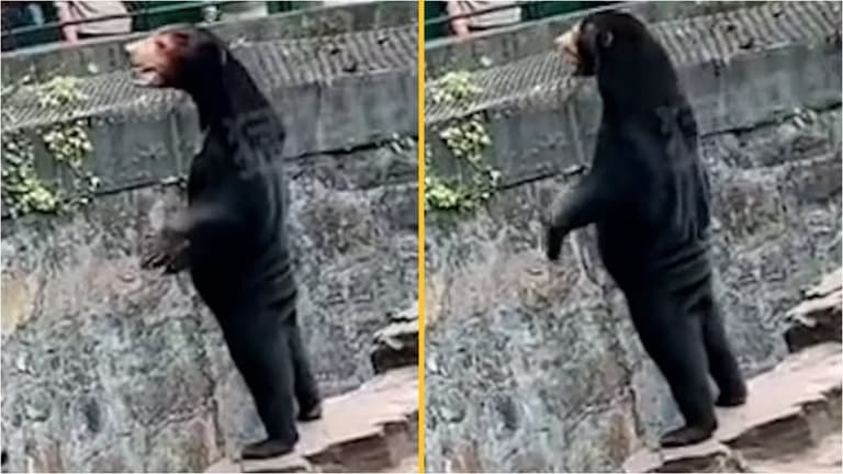 Zoo denies claims star attraction is ‘human in a bear suit’ Zoo denies claims star attraction is ‘human in a bear suit’