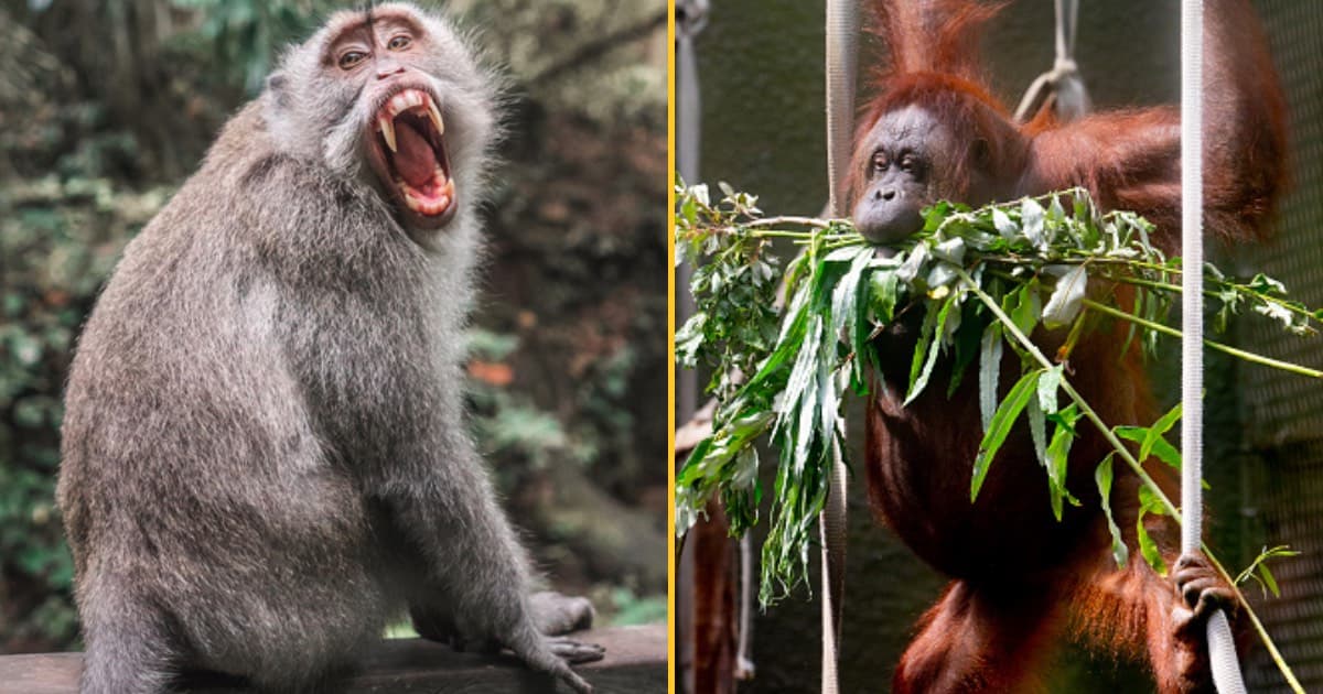 Monkey with knife causes chaos in Chester Zoo