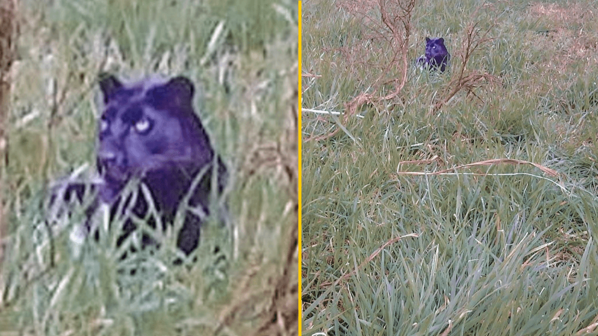 Image surfaces ‘proving’ big cat predator is prowling around UK countryside