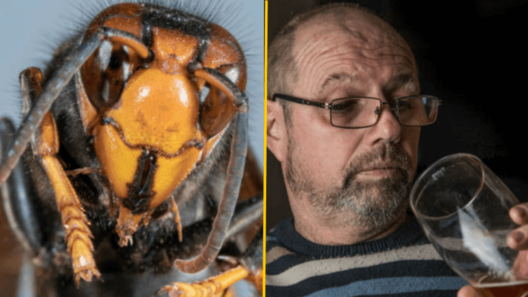 Pubgoers warned over Asian Hornet invasion after they ‘develop taste for beer’ Pubgoers warned over Asian Hornet invasion after they ‘develop taste for beer’