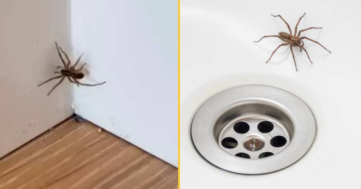 Mum shares tip to help get rid of giant spiders invading UK homes
