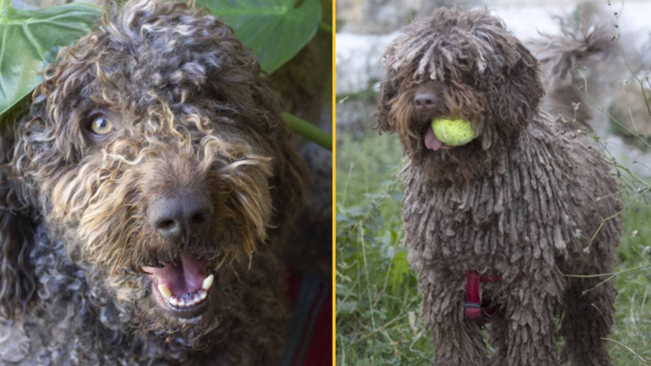 Woman thought rescue dog was ignoring her but finds out he only speaks Spanish