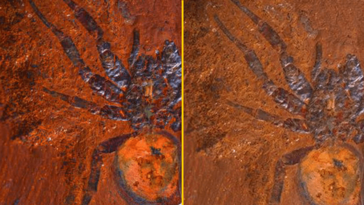 Scientists find ‘giant’ dinosaur spider fossil in Australia