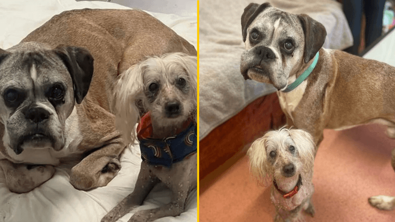 Loyal dogs found lying next to owner who’d died days before Loyal dogs found lying next to owner who’d died days before