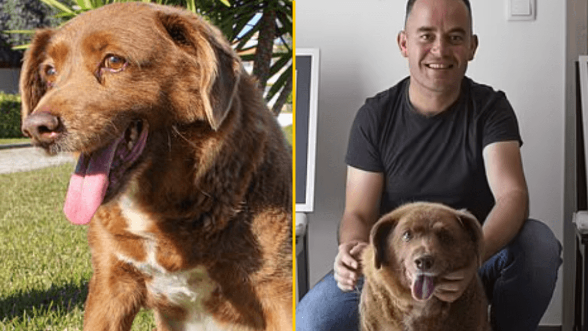 Bobi, the world’s oldest dog, dies five months after celebrating 31st birthday