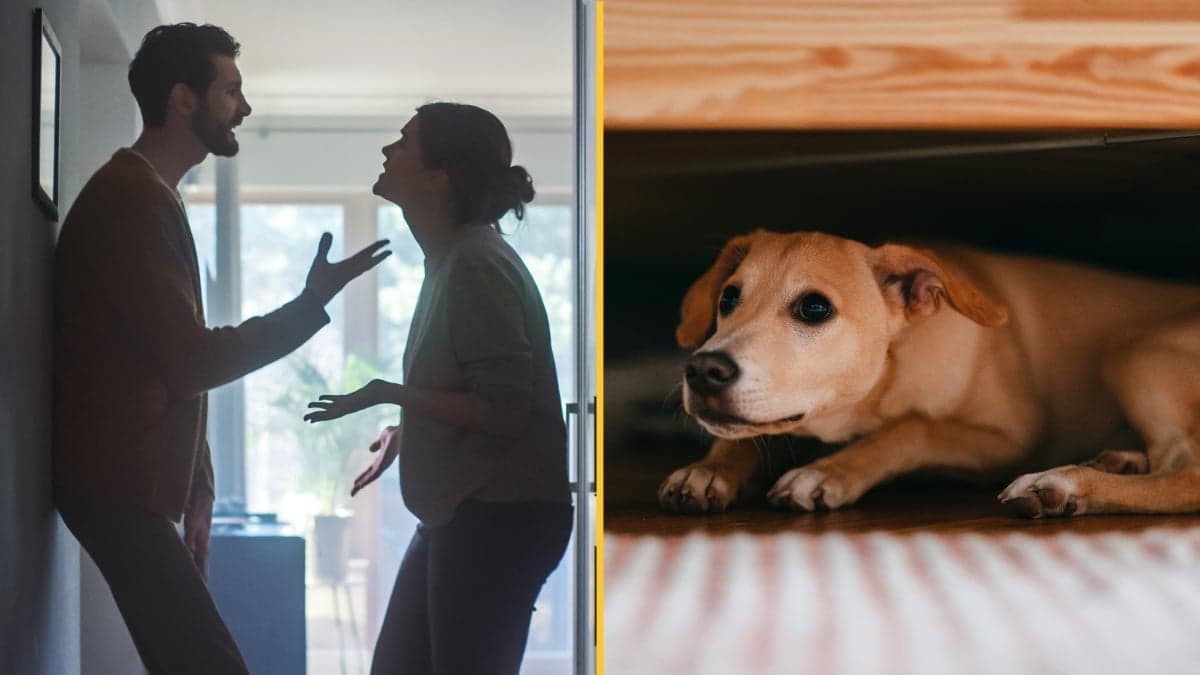 Woman made to choose between her boyfriend and her dog in brutal ultimatum