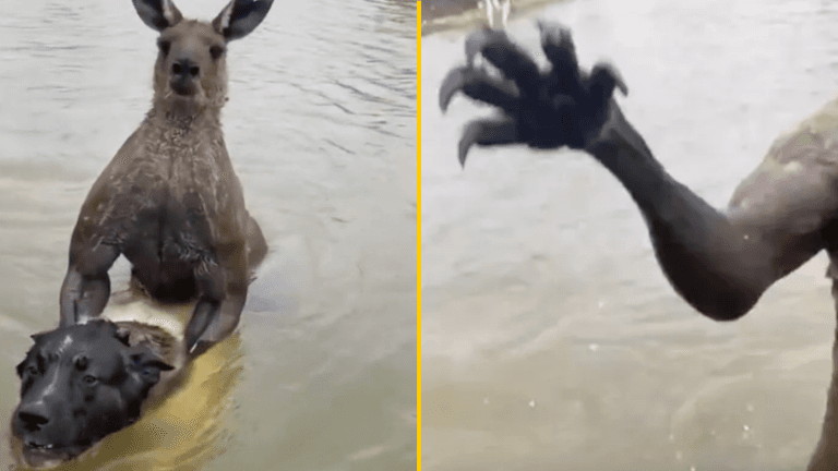 Man bravely rescues his dog from terrifying two-metre-tall kangaroo after having a ‘punch on’ Man bravely rescues his dog from terrifying two-metre-tall kangaroo after having a ‘punch on’