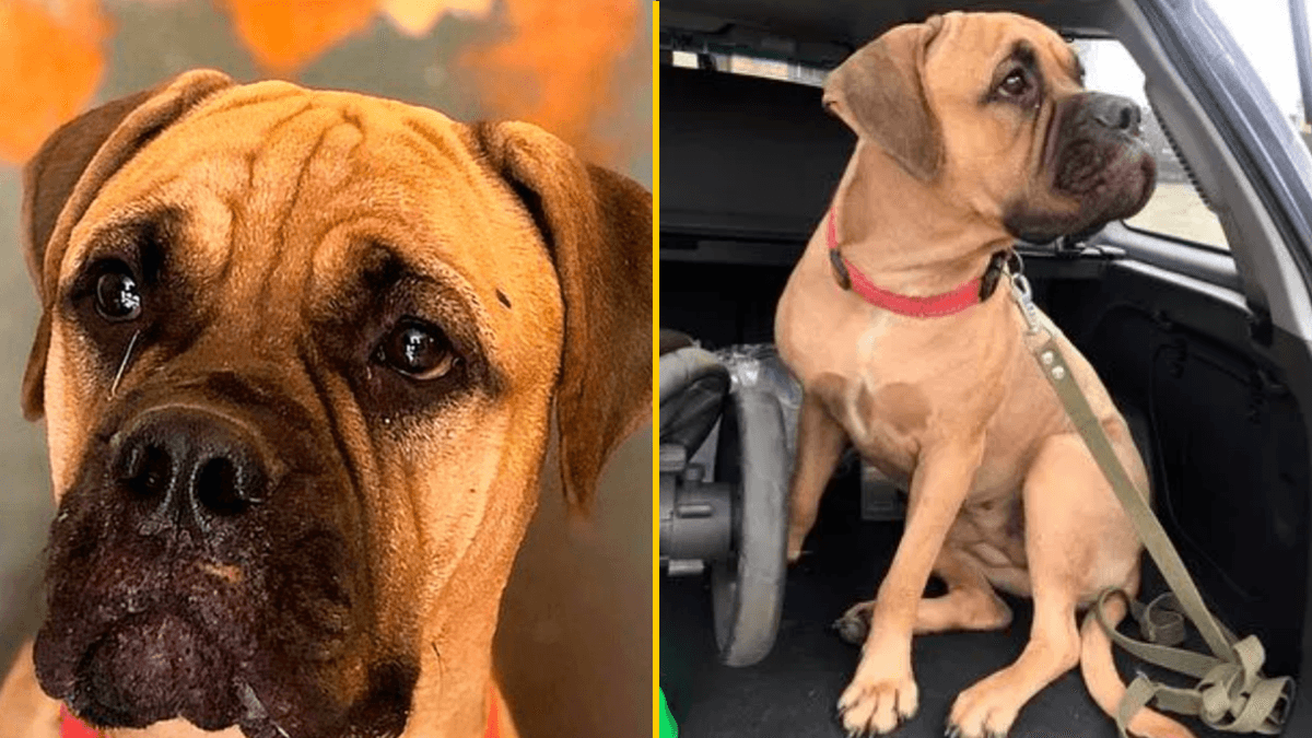 Loyal dog walks 125 miles with tears in eyes to owner who rejected her