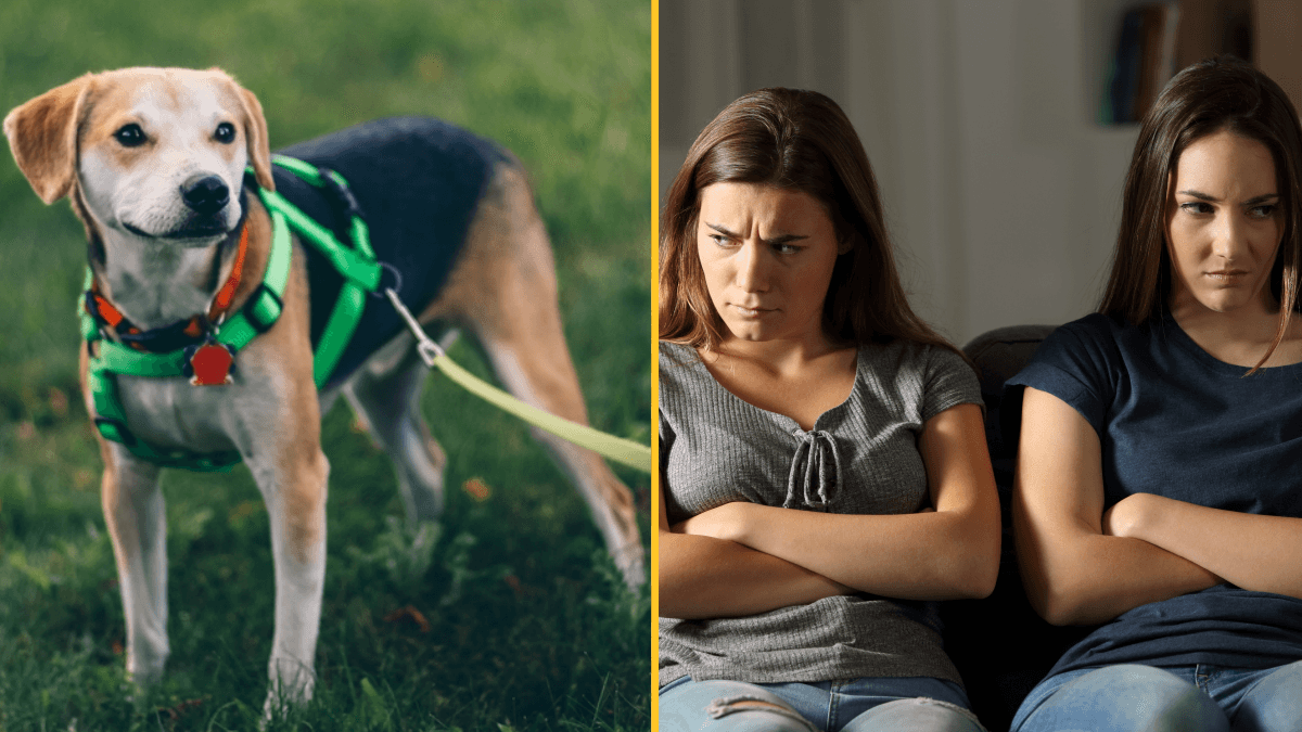 ‘I told infertile sister-in-law her beloved dog is not equal to my baby and made her cry’