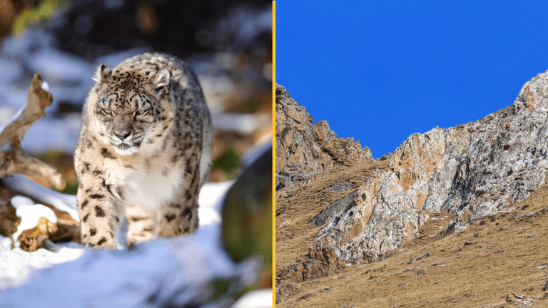 People can’t believe that there is a snow leopard somewhere in this picture