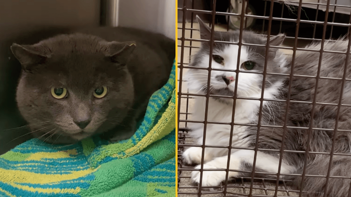 Animal shelter launches ‘neuter your ex’ special ahead of Valentine’s Day